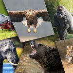 Top 10 Animaux les plus forts au monde