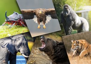 Top 10 Animaux les plus forts au monde