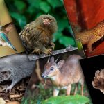 Quel animal est le plus petit ? Top 10 des animaux minuscules