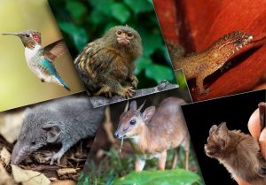Quel animal est le plus petit ? Top 10 des animaux minuscules
