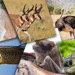 Top 10 des Animaux les plus rapides au monde