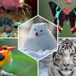 Top 10 Animaux les plus beaux du Monde