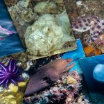 14 Animaux marins les plus mortels au monde