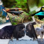 Top 10 Animaux aux parades amoureuses les plus incroyables
