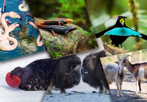 Top 10 Animaux aux parades amoureuses les plus incroyables