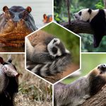 Top 14 des animaux les plus paresseux