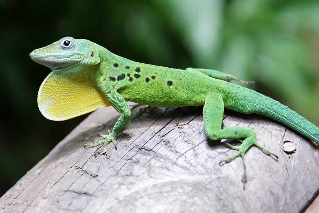 Anolis vert