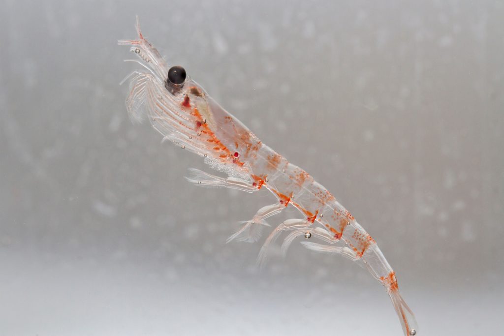 Krill antarctique