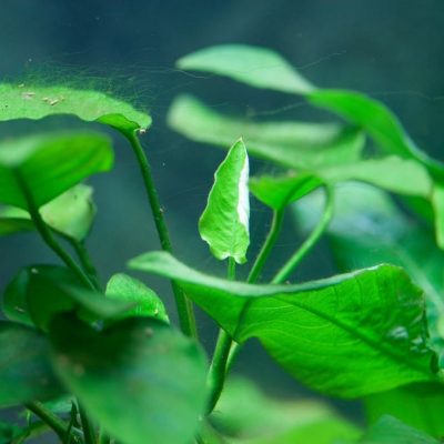 Quelles plantes aquatiques pour aquarium tropical ?