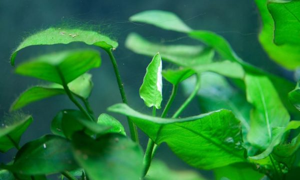 Quelles plantes choisir pour un aquarium d’eau douce ?