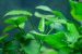 Quelles plantes aquatiques pour un aquarium tropical ?