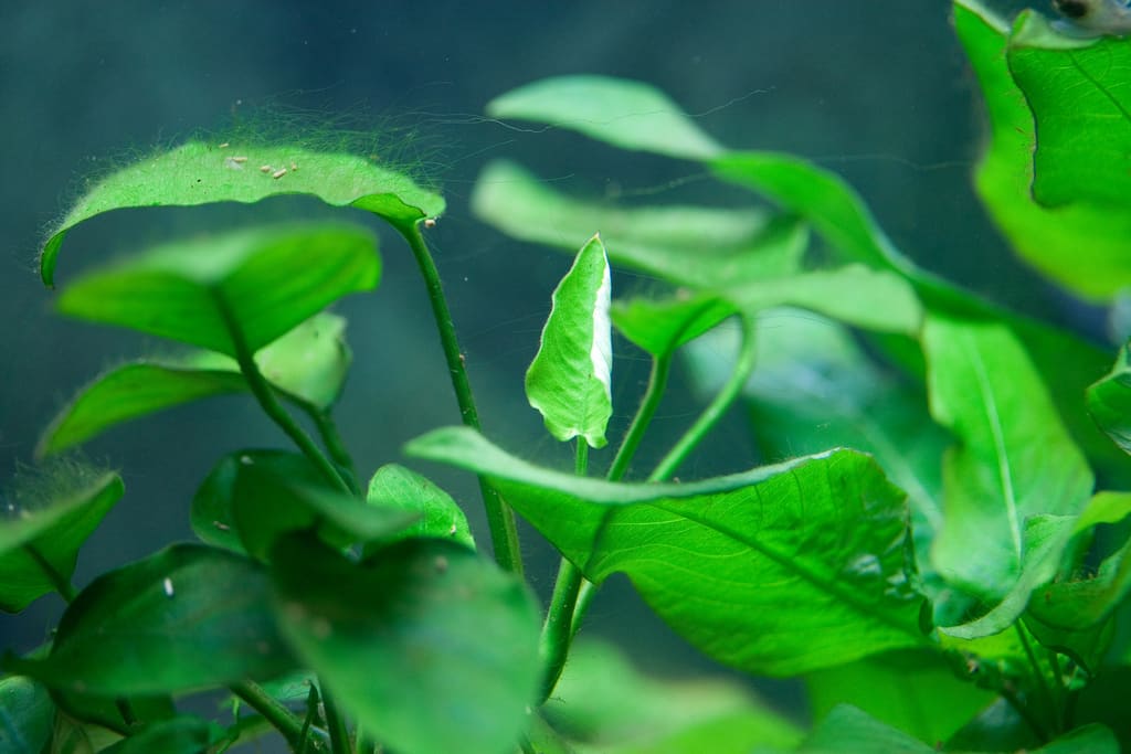 plante anubias aquarium