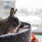 Le lapin en appartement: Tout Savoir pour qu’il soit heureux