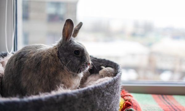 Le lapin en appartement: Tout Savoir pour qu’il soit heureux
