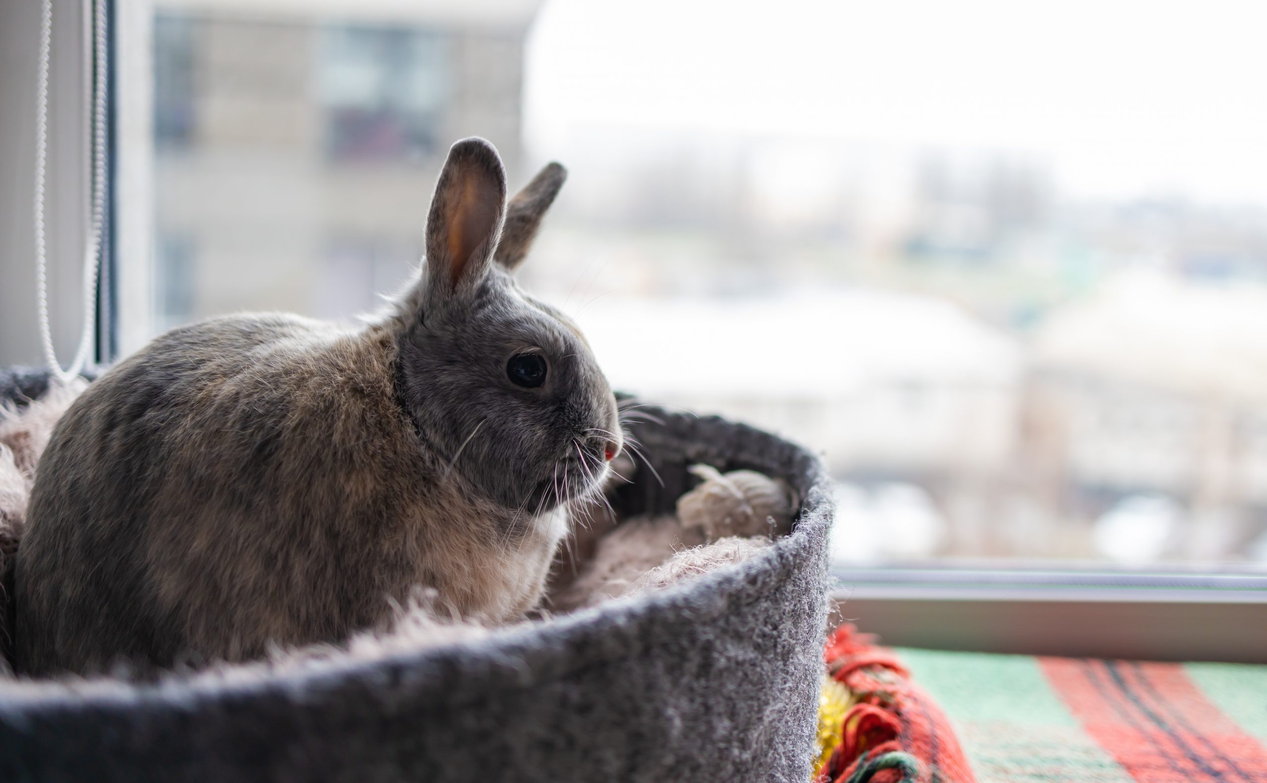 Le lapin en appartement: Tout Savoir pour qu'il soit heureux