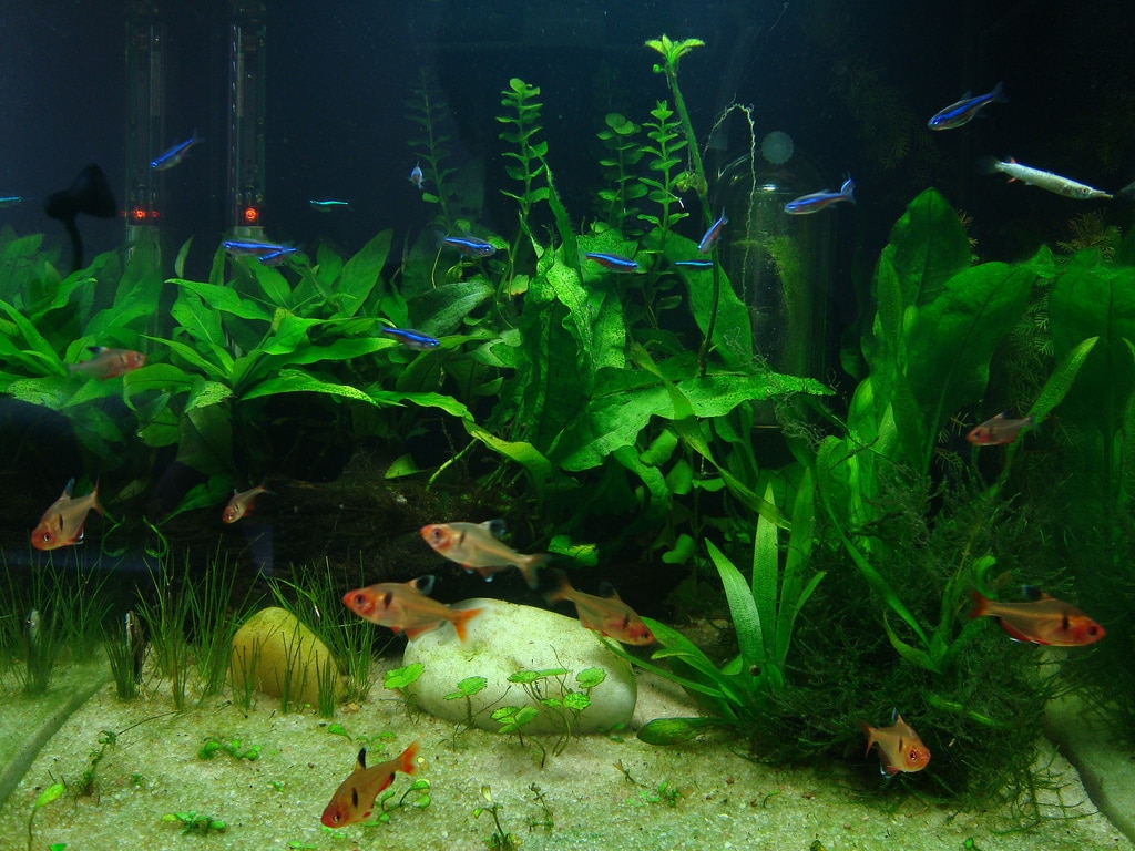 Quand changer le fond de son aquarium ?