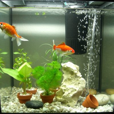 Filtre pour aquarium : conseils, infos et prix