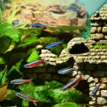 Comment installer son aquarium de A à Z
