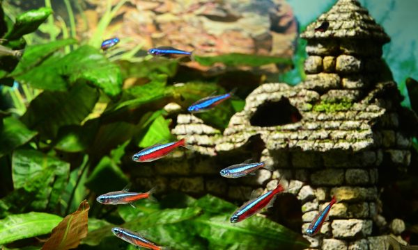 Comment installer son aquarium de A à Z