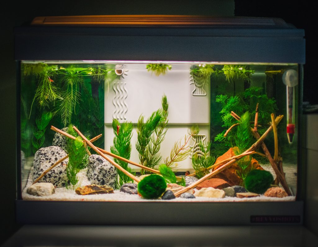 Décors en bois flotté dans aquarium