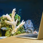 Un aquarium au bureau : installation et conseils