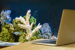 Un aquarium au bureau : installation et conseils