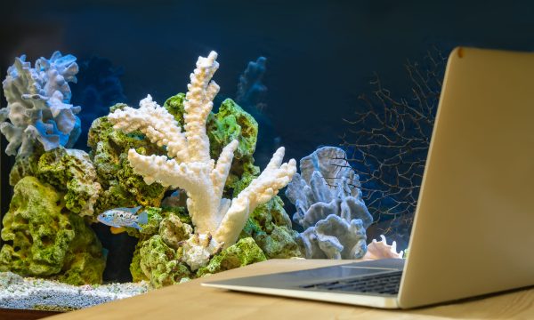 Un aquarium au bureau : installation et conseils