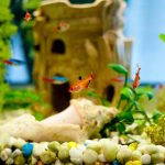 Quels décors choisir pour décorer son aquarium ?