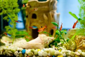 Quels décors choisir pour décorer son aquarium ?