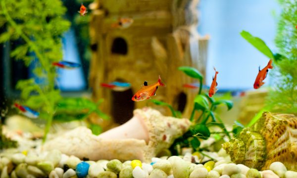 Quels décors choisir pour décorer son aquarium ?