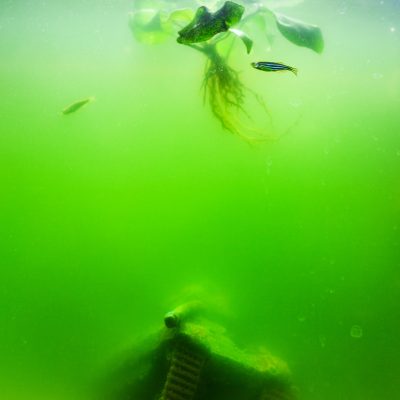 L’eau de mon aquarium est verte : comment s’en débarrasser ?