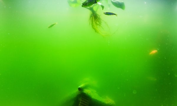 L’eau de mon aquarium est verte : comment s’en débarrasser ?