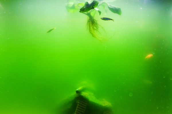 Eau Verte dans l’Aquarium : comment s’en débarrasser ?