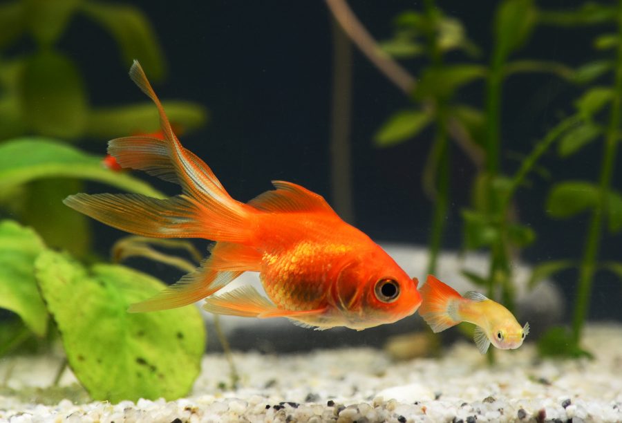 Habitat et santé des poissons rouges