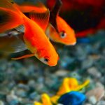 Maladies les plus courantes chez les poissons