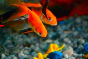 Maladies les plus courantes chez les poissons