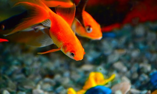Maladies les plus courantes chez les poissons