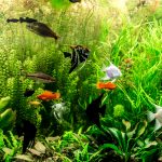 Poissons compatibles : liste des espèces d’aquarium