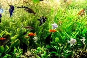 Poissons compatibles : liste des espèces d&rsquo;aquarium
