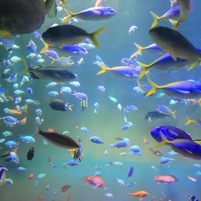 Les espèces de poissons tropicaux compatibles en Aquarium
