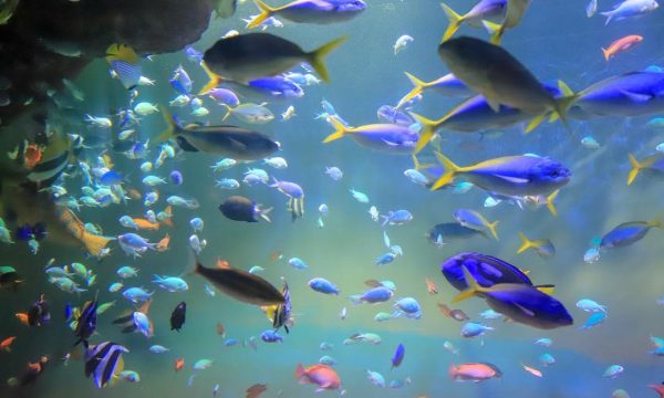 Quels poissons choisir pour débuter un aquarium ?