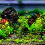 Aquarium Communautaire: présentation, espèces, compatibilité