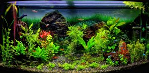 Aquarium Communautaire: présentation, espèces, compatibilité