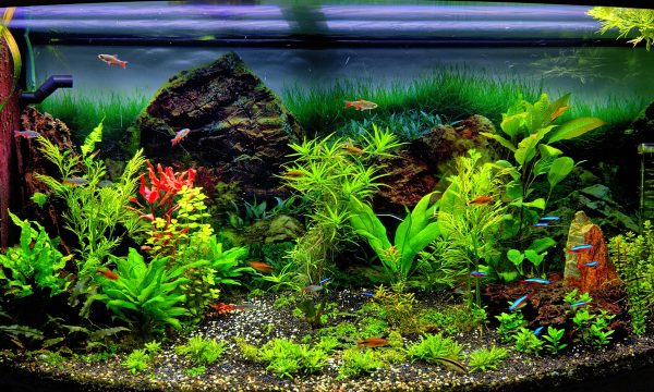 Aquarium Communautaire: présentation, espèces, compatibilité