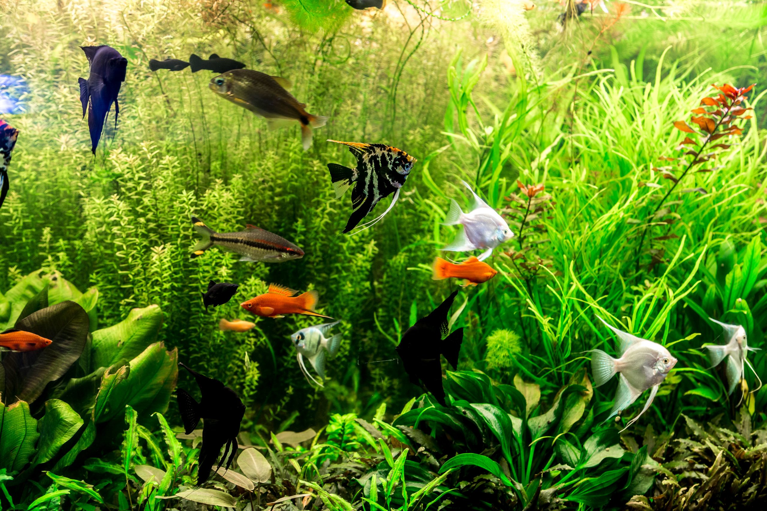 Poissons Compatibles Liste Des Esp ces D aquarium poissons-compatibles-liste-des-esp-ces-d-aquarium