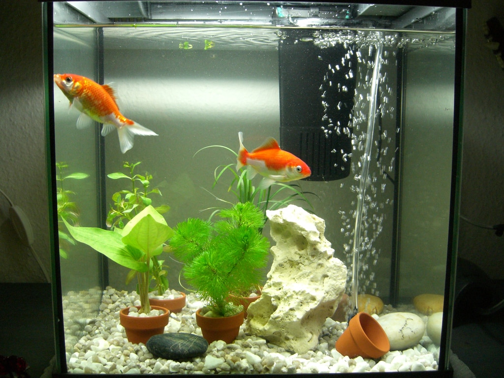 Filtre pour aquarium : conseils, infos et prix — Autour des animaux
