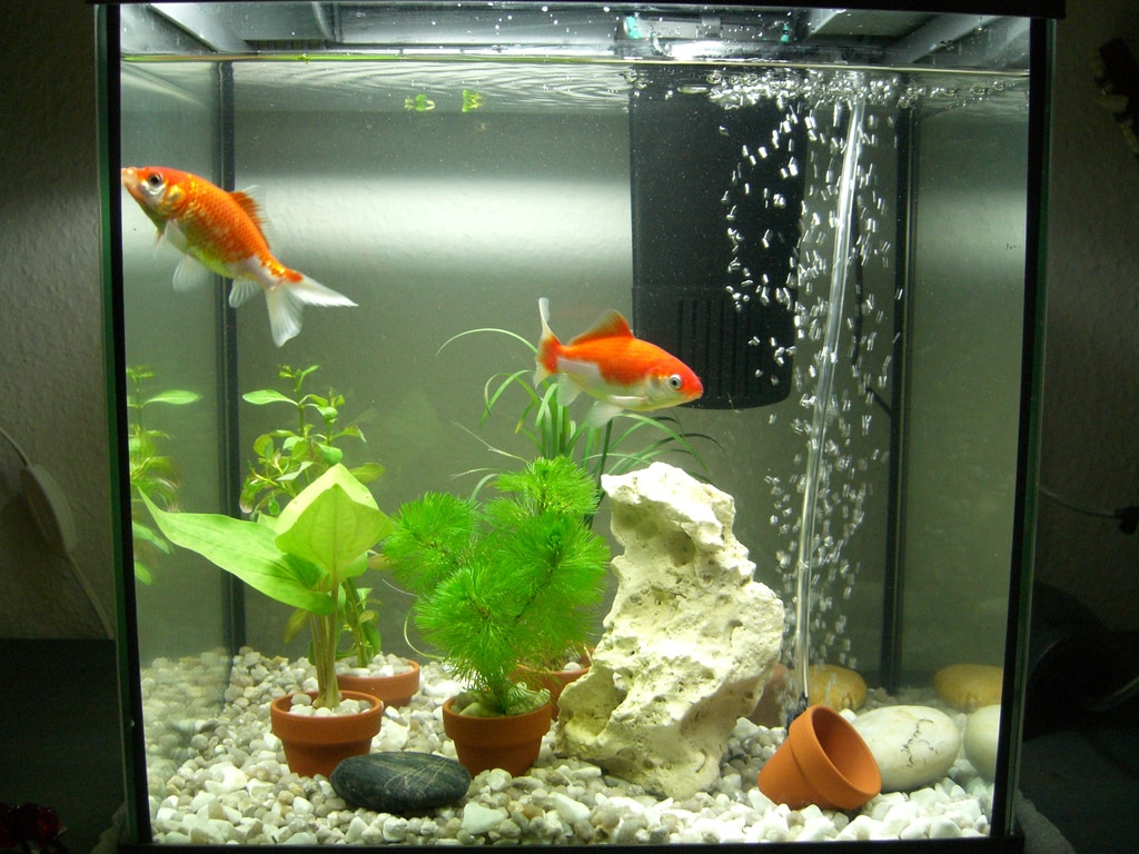 Filtre pour aquarium conseils, infos et prix — Autour des animaux