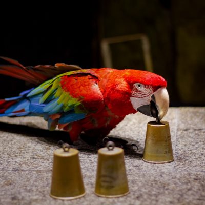 5 oiseaux très intelligents à découvrir