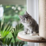 Quel arbre à chat choisir pour son chat ?