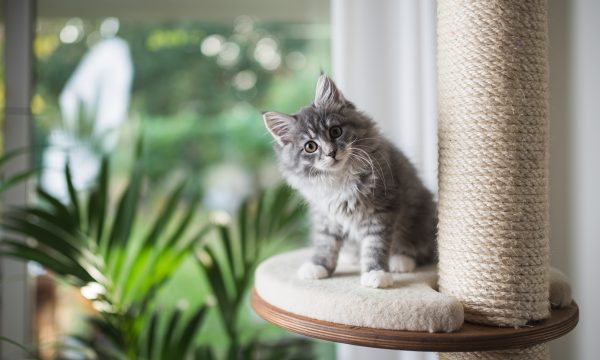 Quel arbre à chat choisir pour son chat ?
